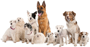 group of dogs image