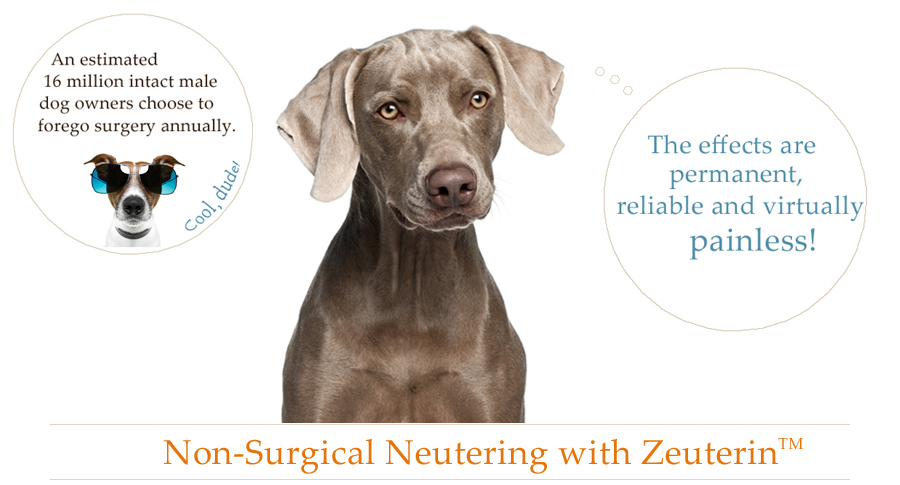 Dog Image for Zinc Sterilization Procedure